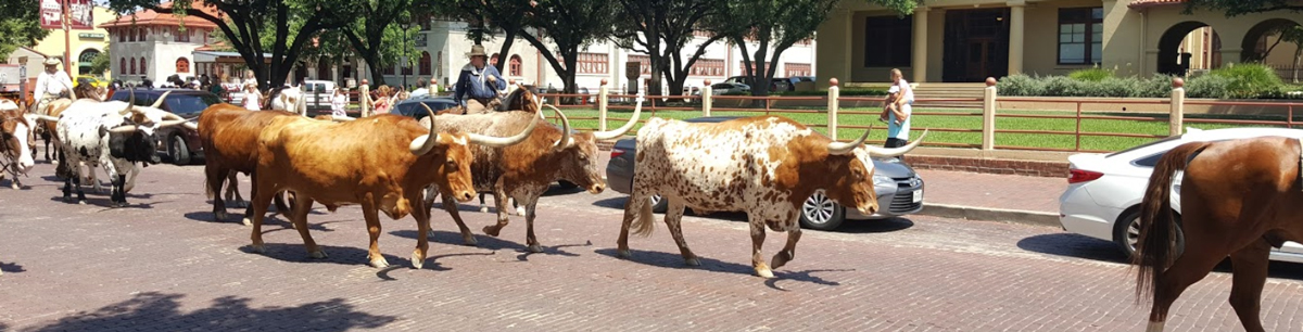 Longhorn Cattle Drive in Fort Worth Texas